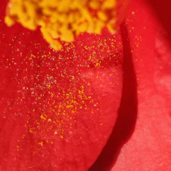 Close up of Yellow pollen on the petal of a red flower