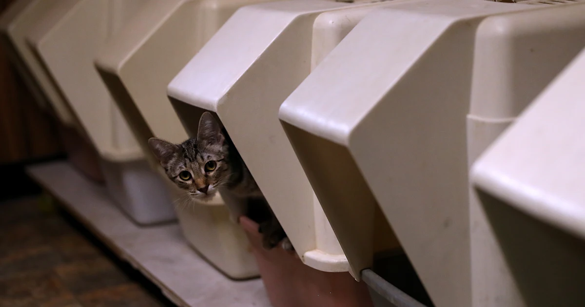 10 Hacks For Smelly Litter Boxes That All Cat Owners Should Know