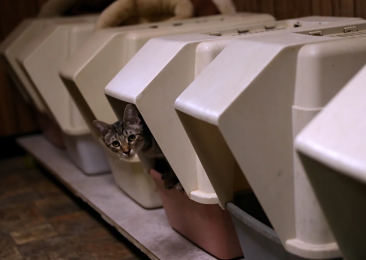 10 Hacks For Smelly Litter Boxes That All Cat-Owners Should Know