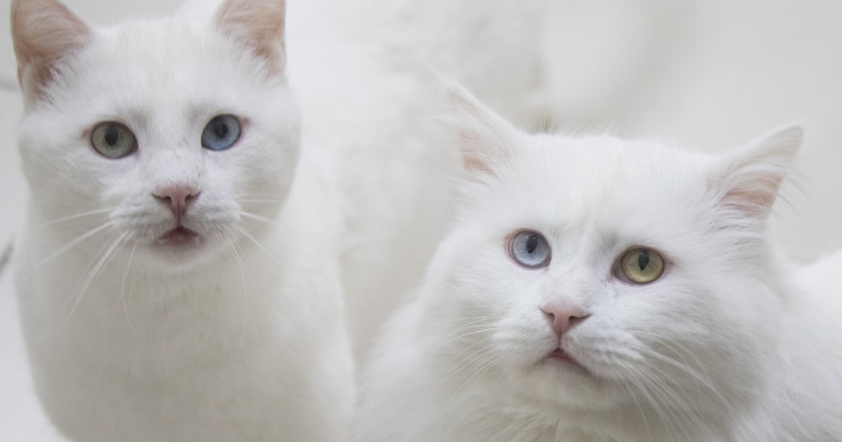 7 Weird Diseases You Can Get From Your Cat