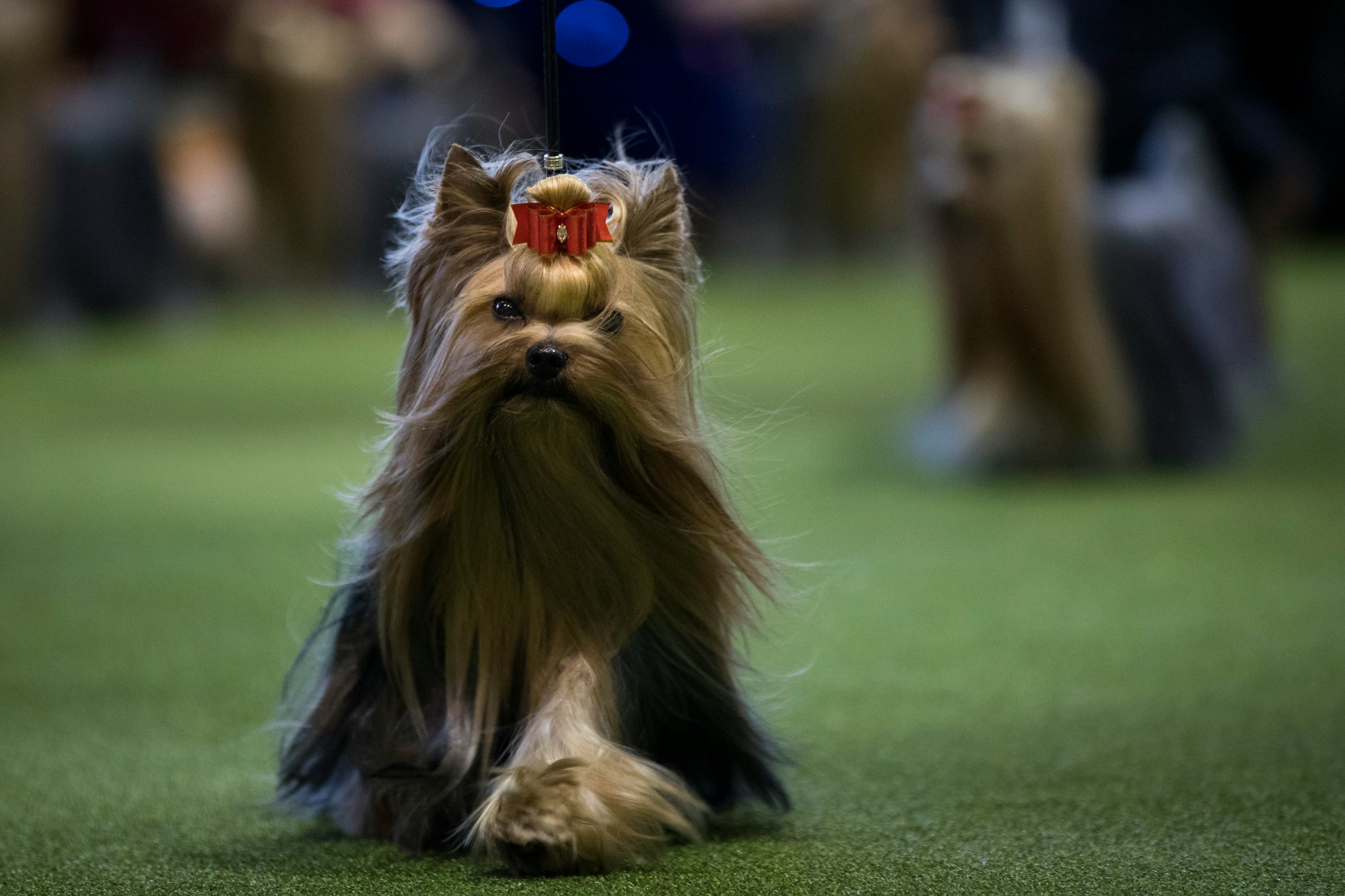 7 Best Dog Breeds To Get Based On Your Yard Size