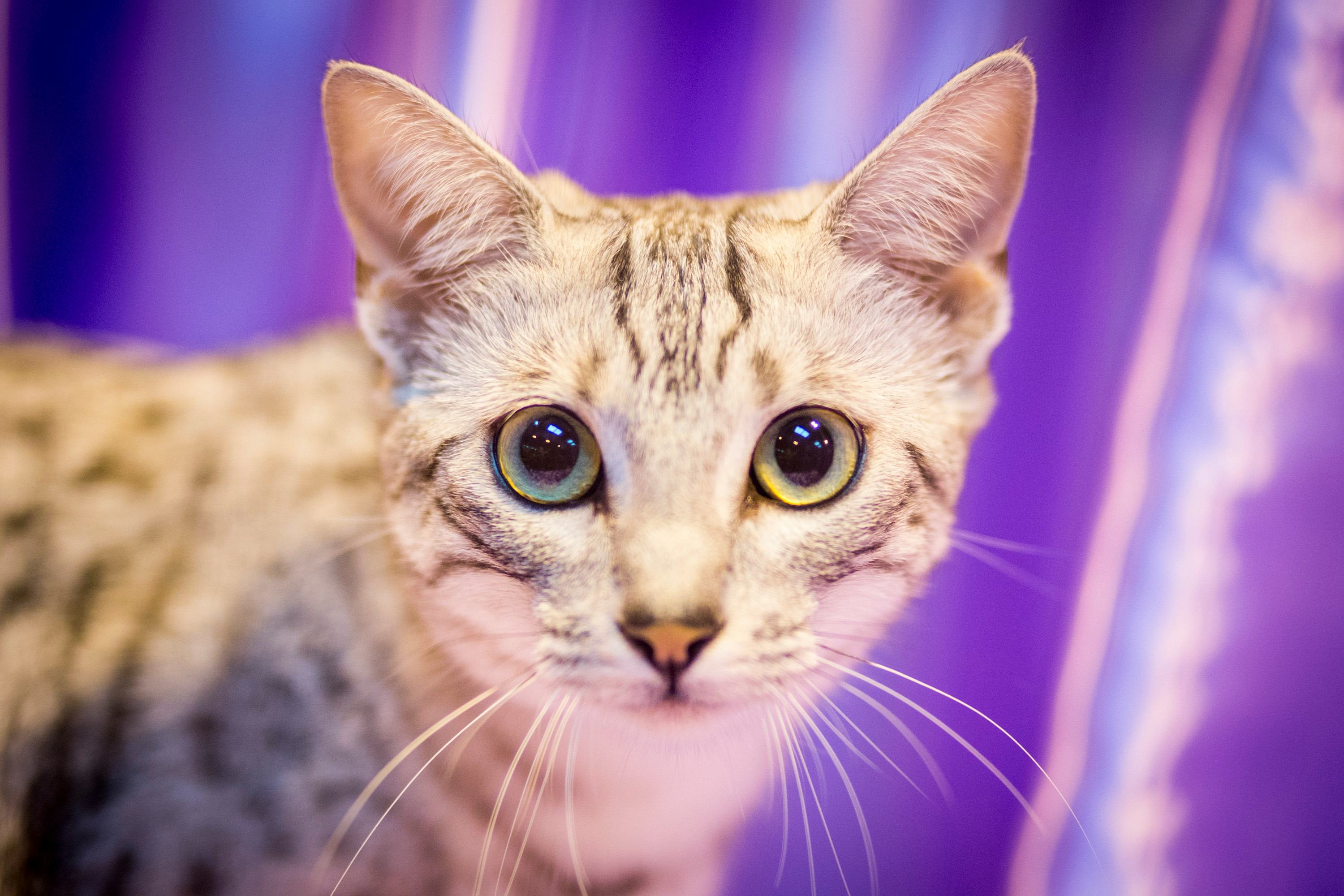 Can You Clean A Litter Box While Pregnant