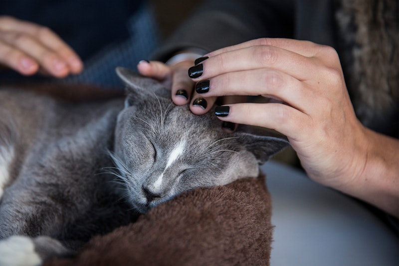8 Tips For Bonding With Your Cat The First Week You Get One