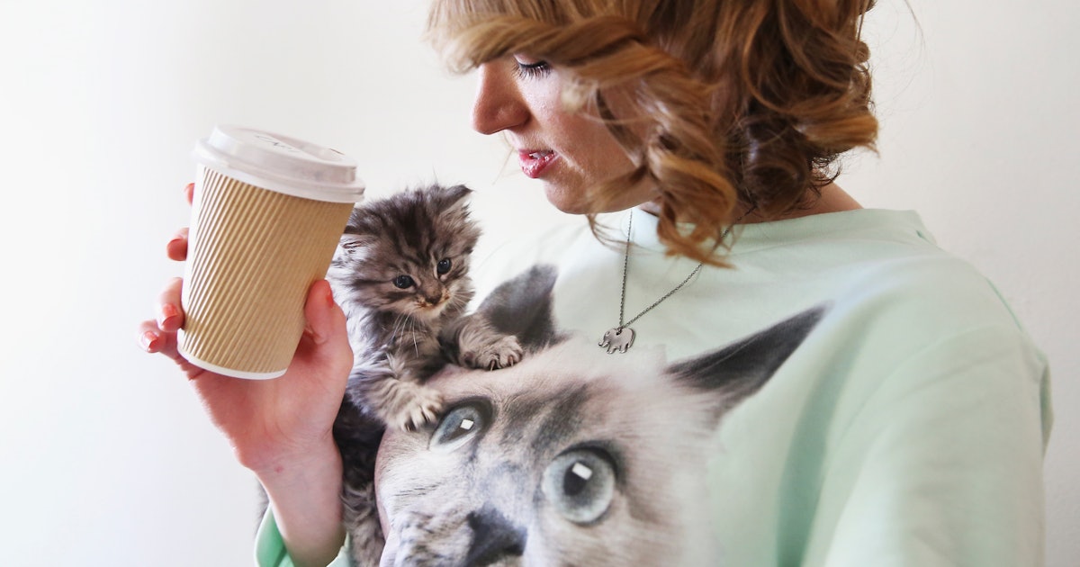 How To Bond With Your New Cat According To Experts