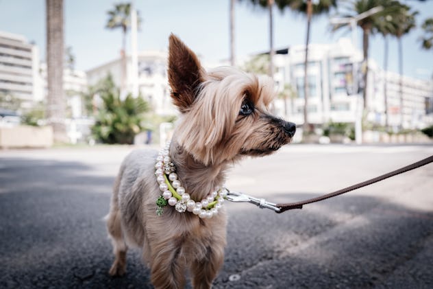 22 Dog Names Inspired By Dessert Because Your Furry Friend Is Too Sweet For Words