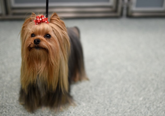 Image of a dog wearing who has long fur and wears a red bow on his head
