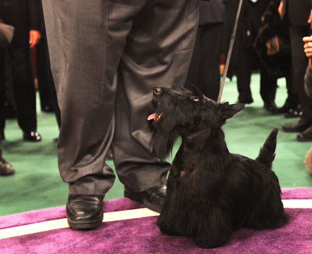 Image of a small Scottish Terrier on a pet show with his owner