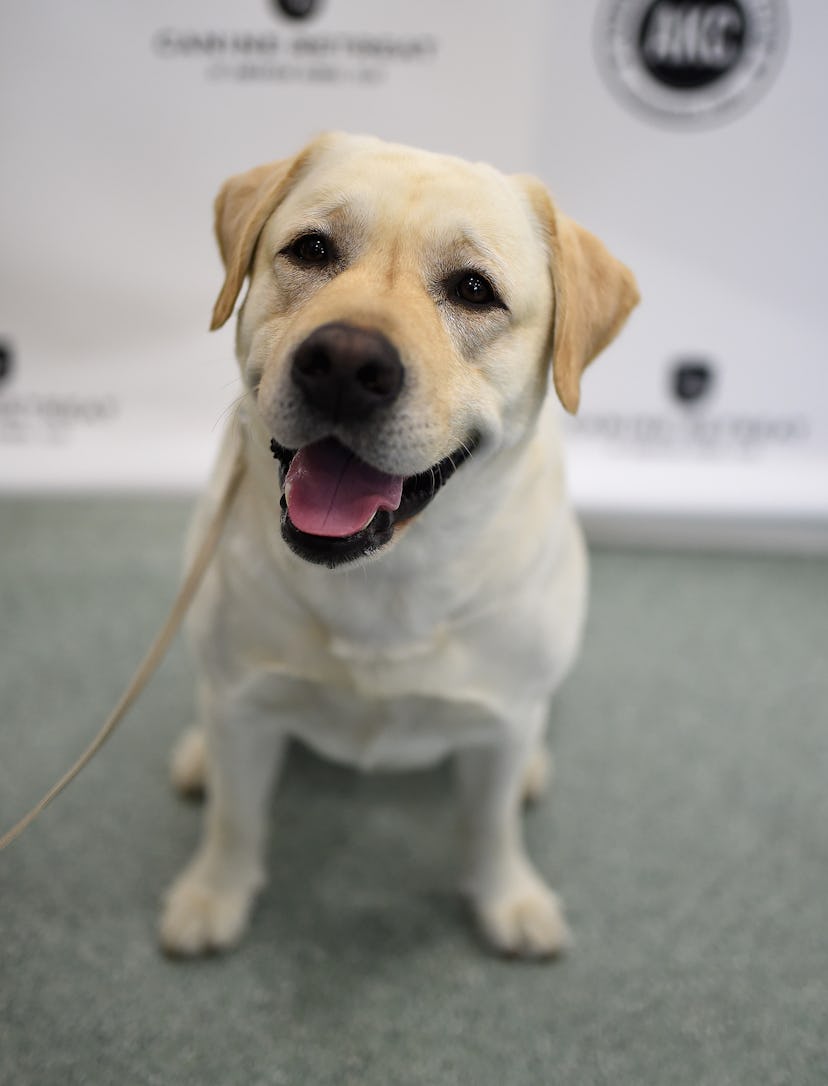 Image of a small golden retriever