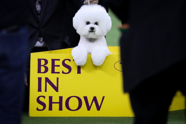 Image of an all-white small dog posing during a show