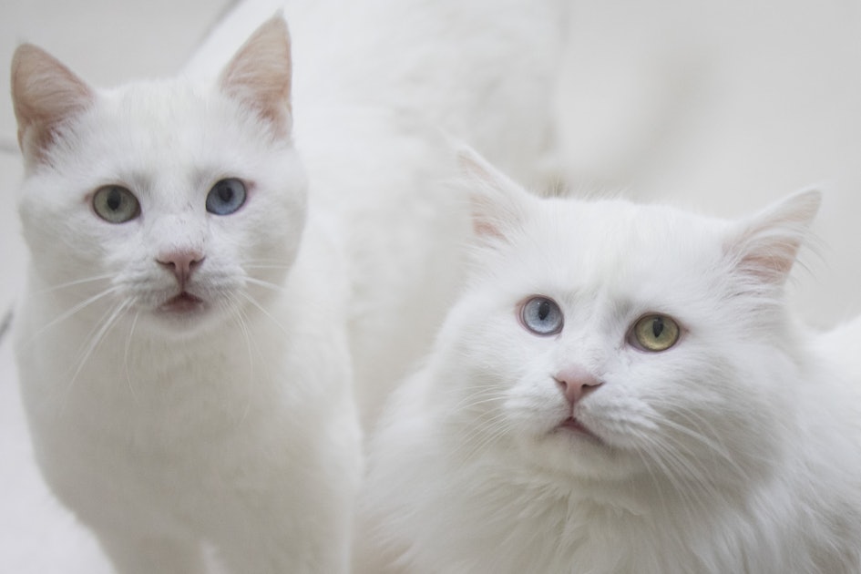 25 Top Images Cat Vomiting Clear Liquid Lethargic - PetMd: Cat Pink Vomit