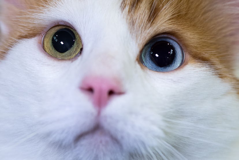 A cat with one blue and one green eye starring at the camera