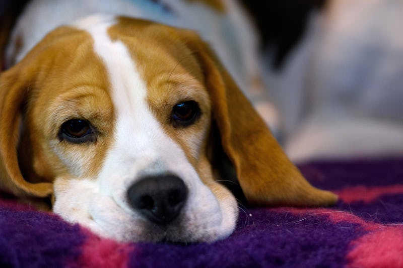 If You’re Adopting A Traumatized Dog, Here’s What Experts Want You To Know