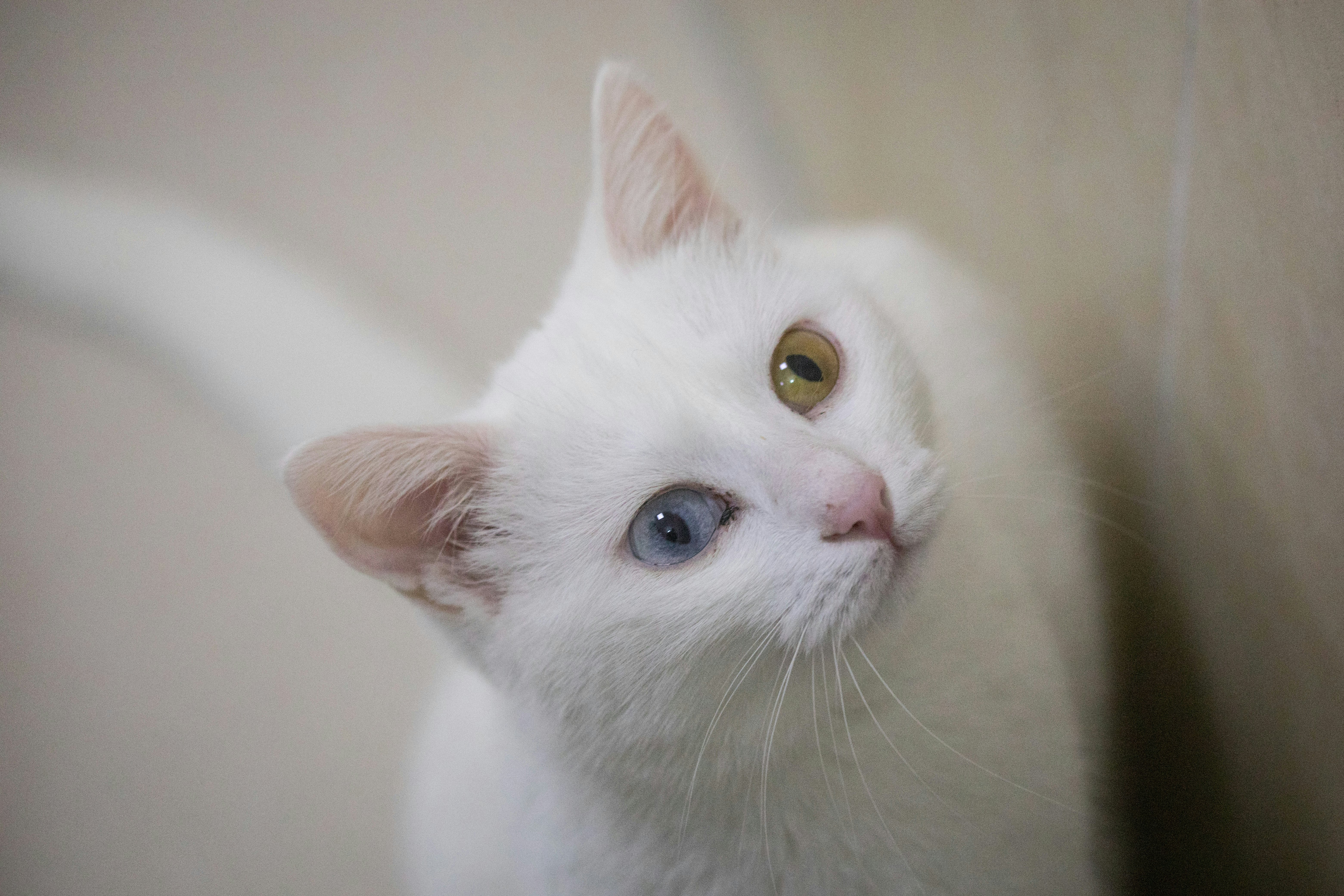 Турецкая Ванская кошка белая