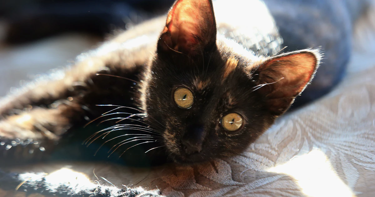 Does My Cat Miss Me Here S How To Tell If Your Furry Friend Cares Whether Or Not You Re Around