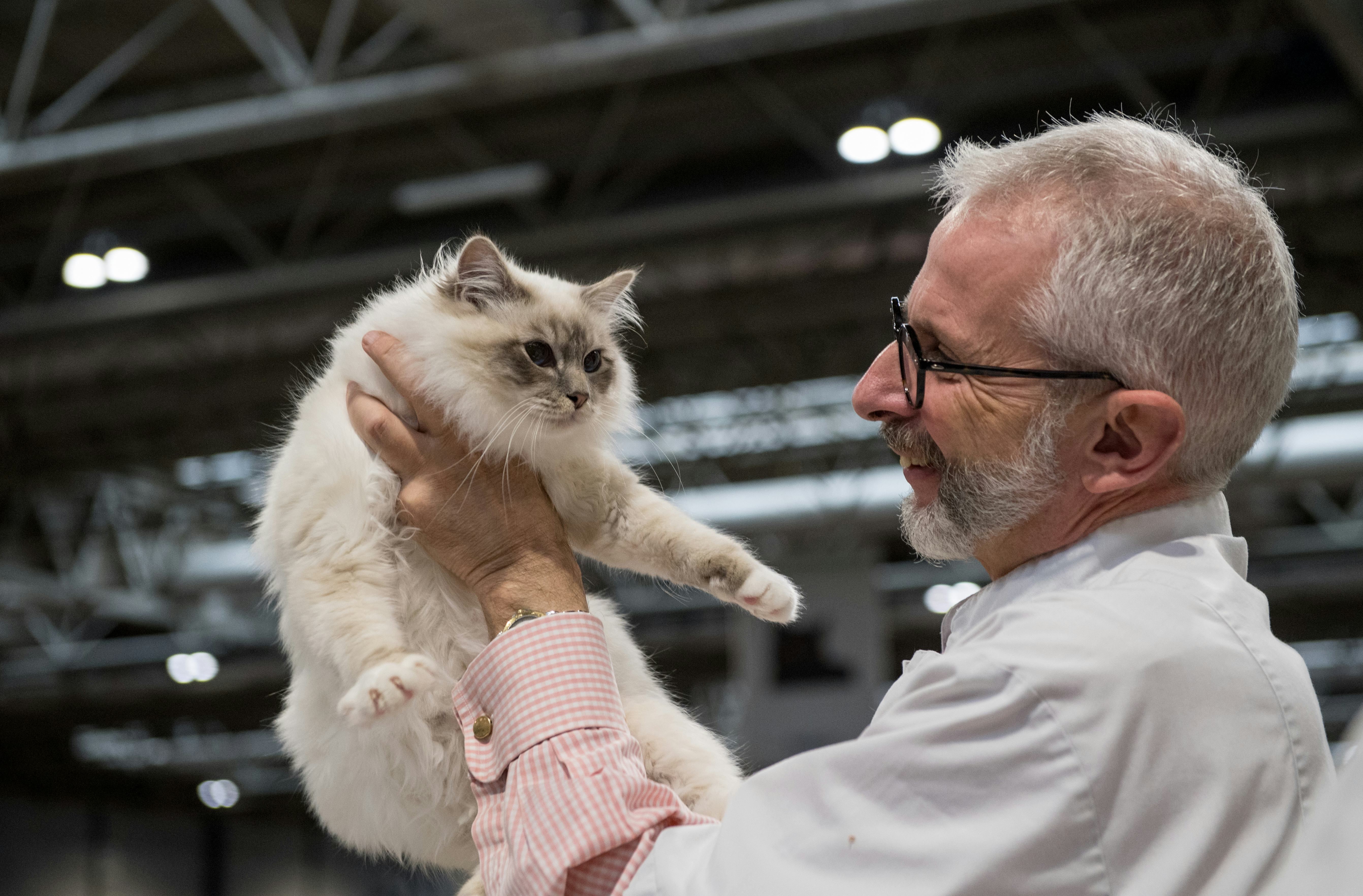 Getting People to Like Cats