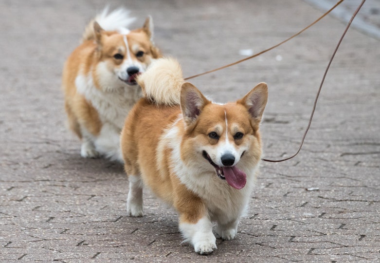 are-corgis-good-with-kids-the-royal-family-dogs-are-popular-for-a-reason