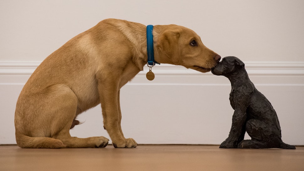 How Long Can You Leave Your Dog Alone At Home? It Depends On A Lot Of