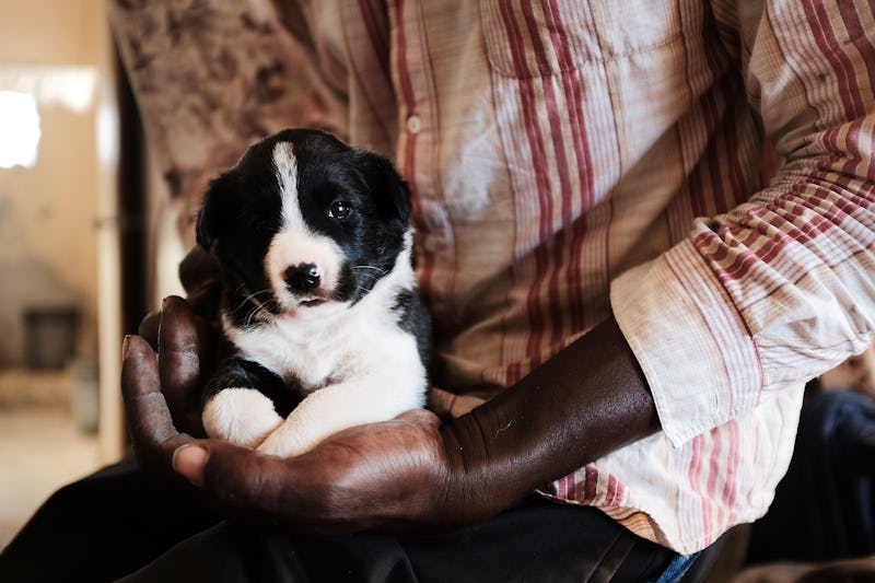 Adopt A Dog On Tinder: Puppy Love Connects People With Animals Who Need  Homes