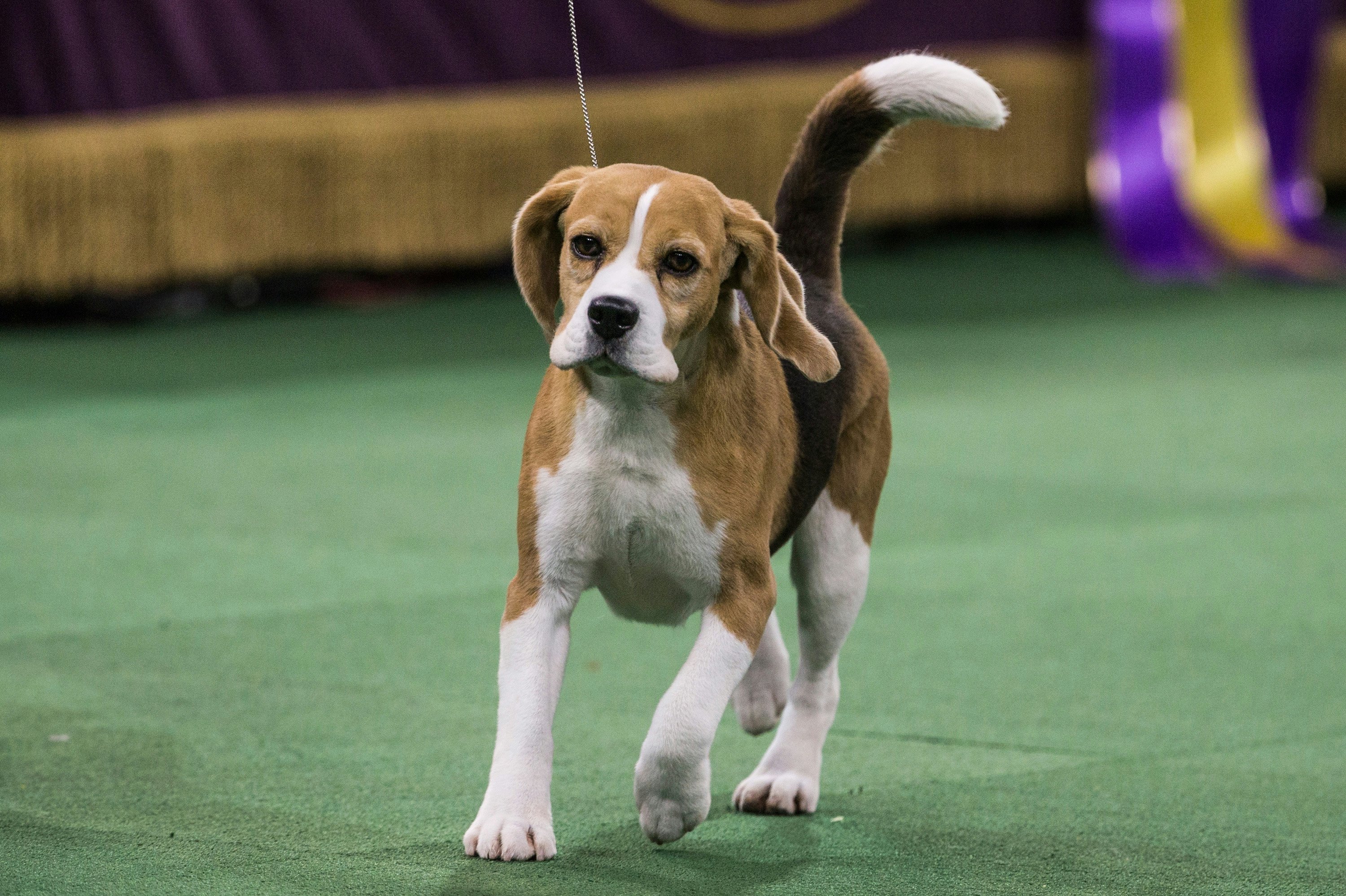 super friendly dog breeds