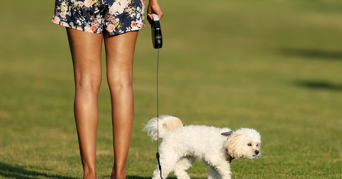 How To Tell If Your Dog May Have Lyme Disease According To Experts How To Tell If Your Dog May Have Lyme Disease According To Experts