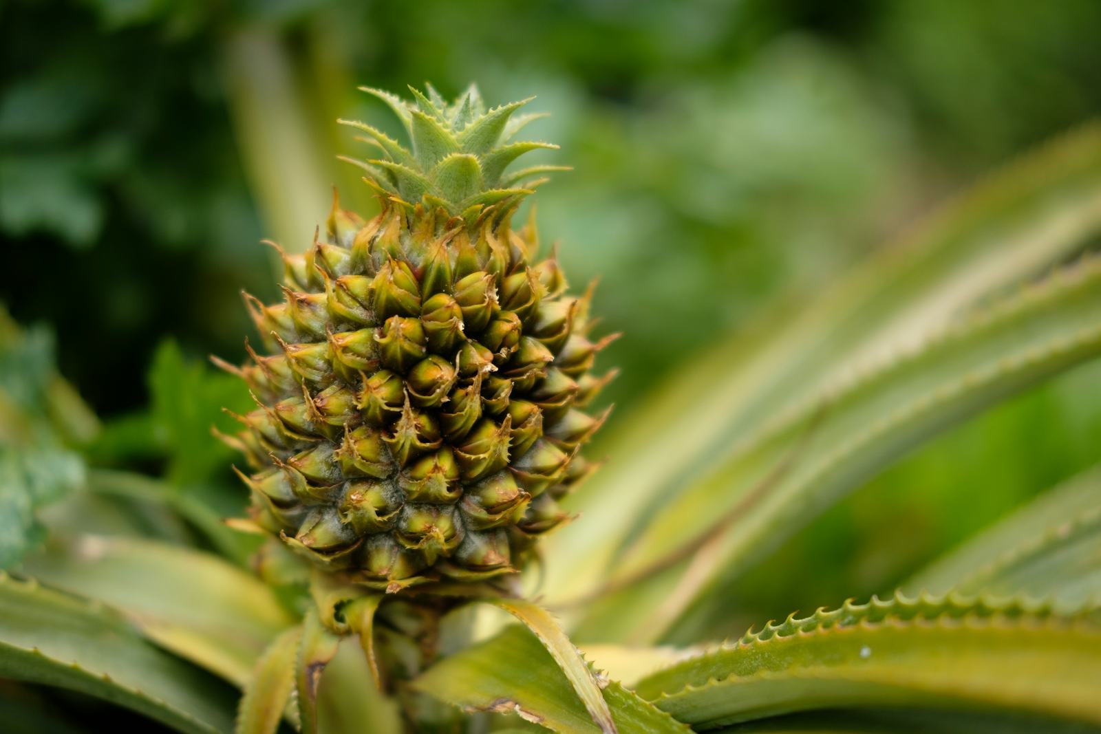 Why Does My Mouth Hurt After Eating Pineapple No It s Not Just You why-does-my-mouth-hurt-after-eating-pineapple-no-it-s-not-just-you