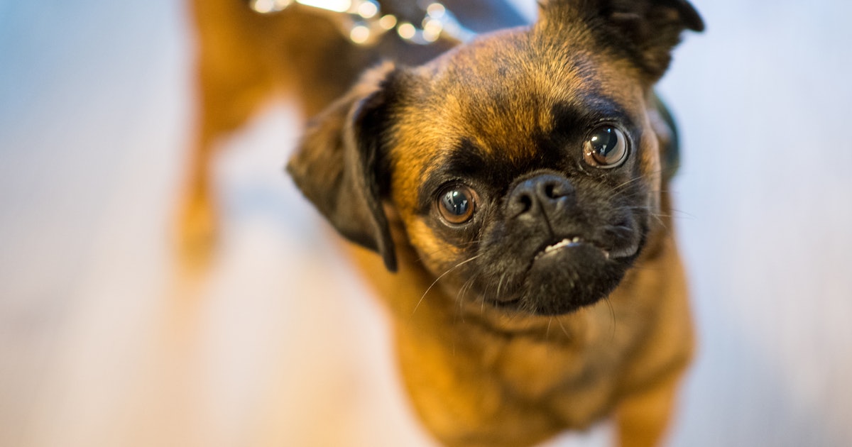 Photos Best Low Maintenance House Pets for Thick Hair