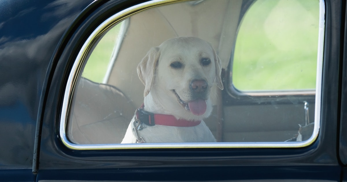 How To Keep Your Dog From Getting Car Sick Because They