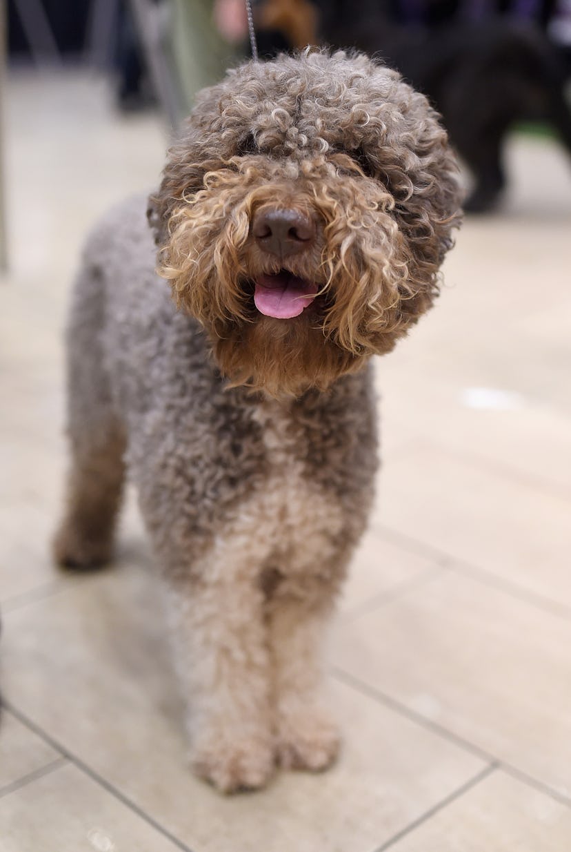 13 Friendly Dog Breeds That Don’t Shed