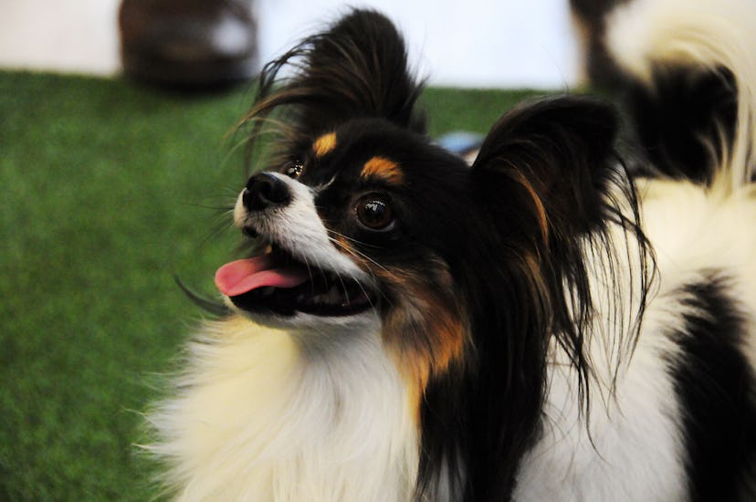 13 Friendly Dog Breeds That Don’t Shed