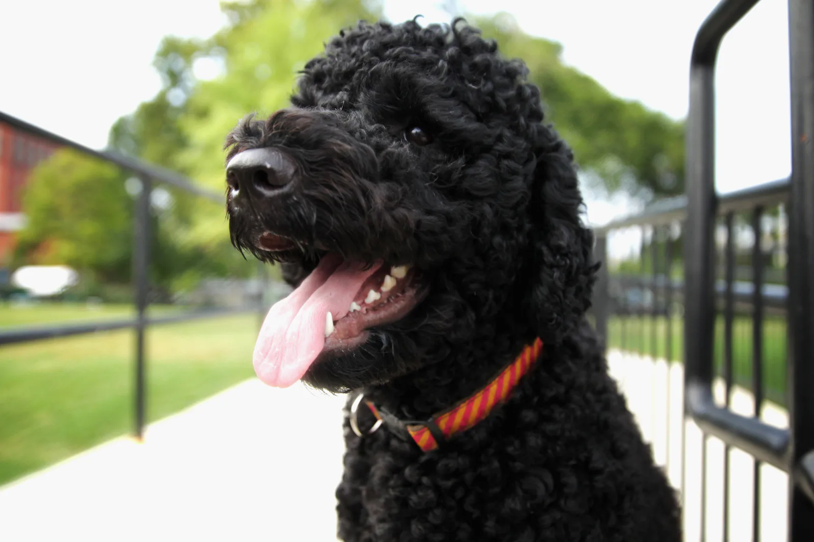 13 Friendly Dog Breeds That Don’t Shed