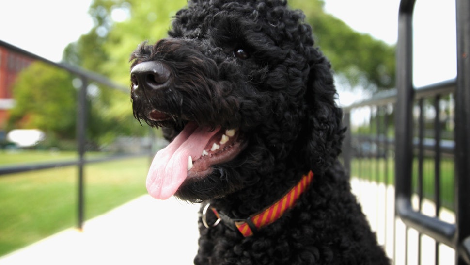 13 Friendly Dog Breeds That Don T Shed