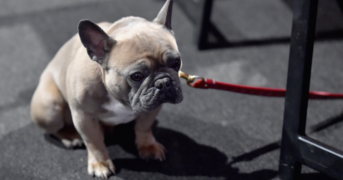 What To Do If Your Dog Is Overheated Because It Can Happen Quicker what-to-do-if-your-dog-is-overheated-because-it-can-happen-quicker