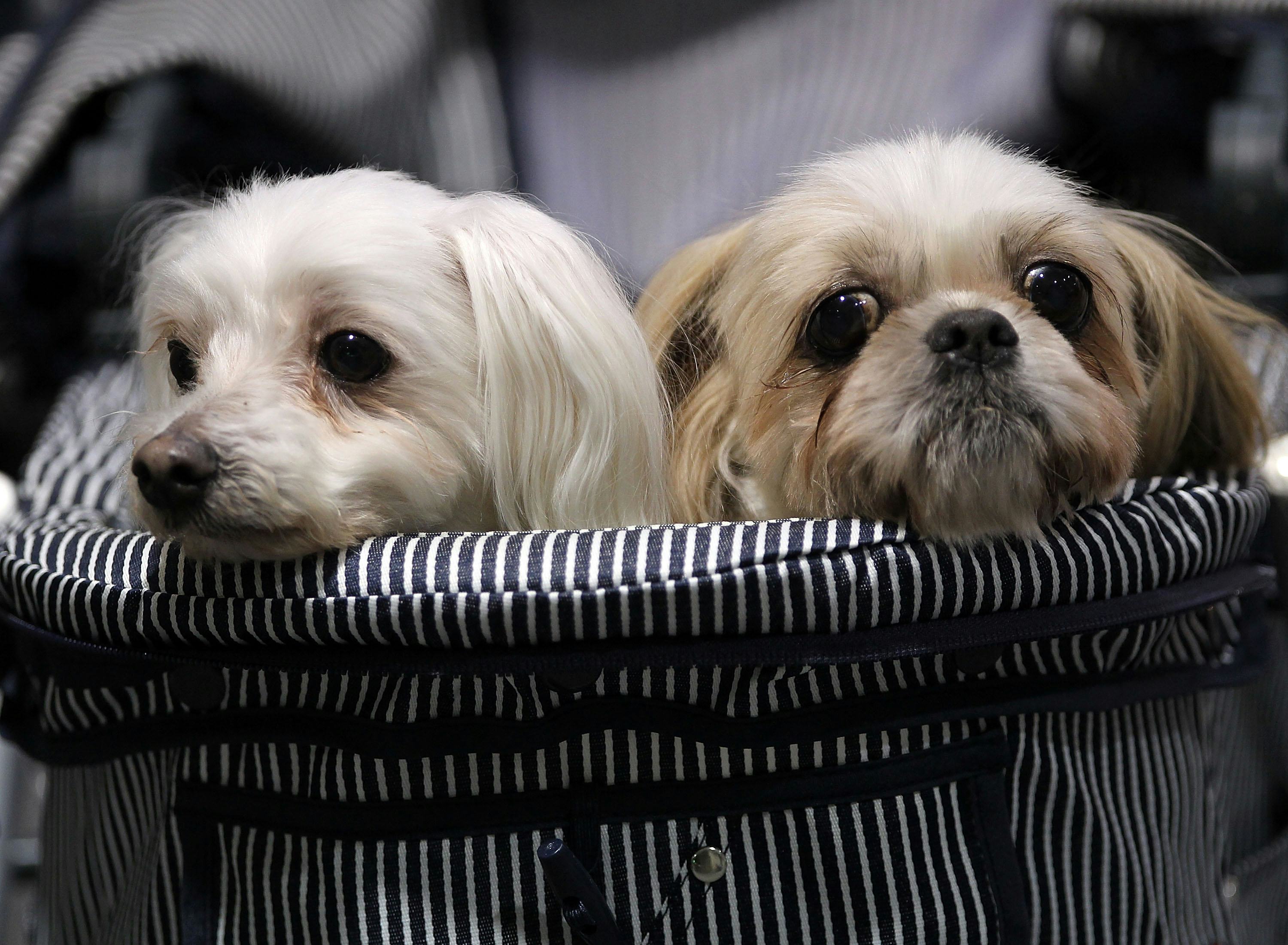 Potato, Pea, and LentilBased Pet Food Could Put Dogs At Risk For Heart