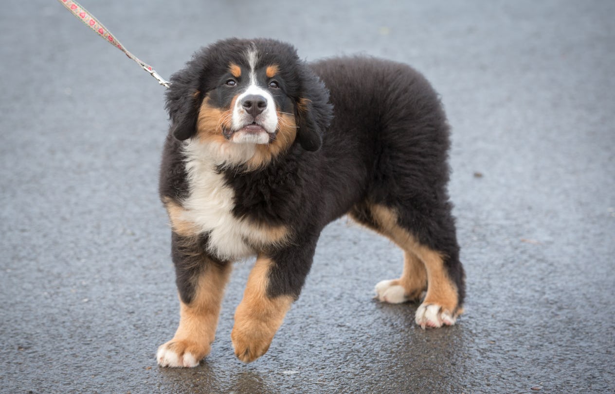 10 Big Dog Breeds That Are Comfortable Living In A City