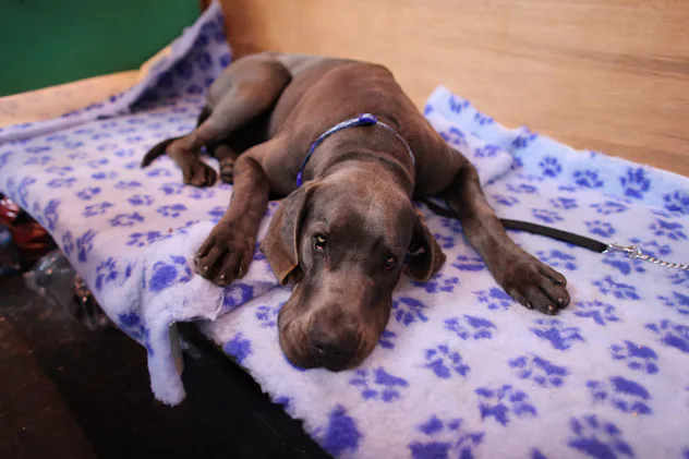 The 9 Best Indoor Dogs For Homebodies