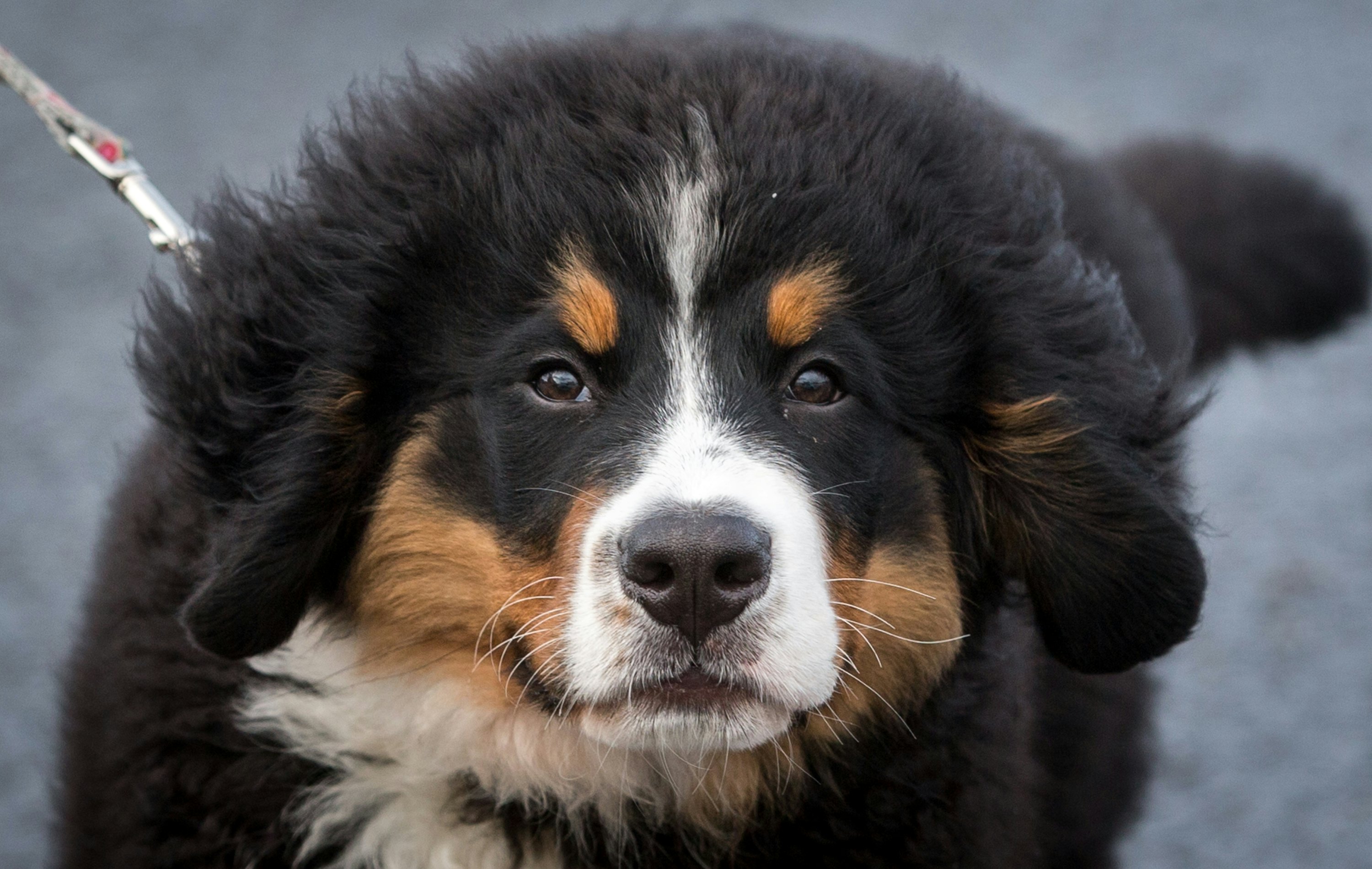 Bernese mountain dog store vetstreet