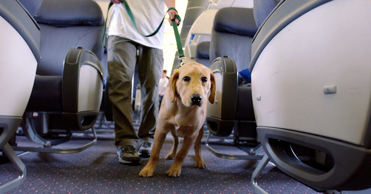 Southwest Airlines’ Support Animal Policy Will Change In September To