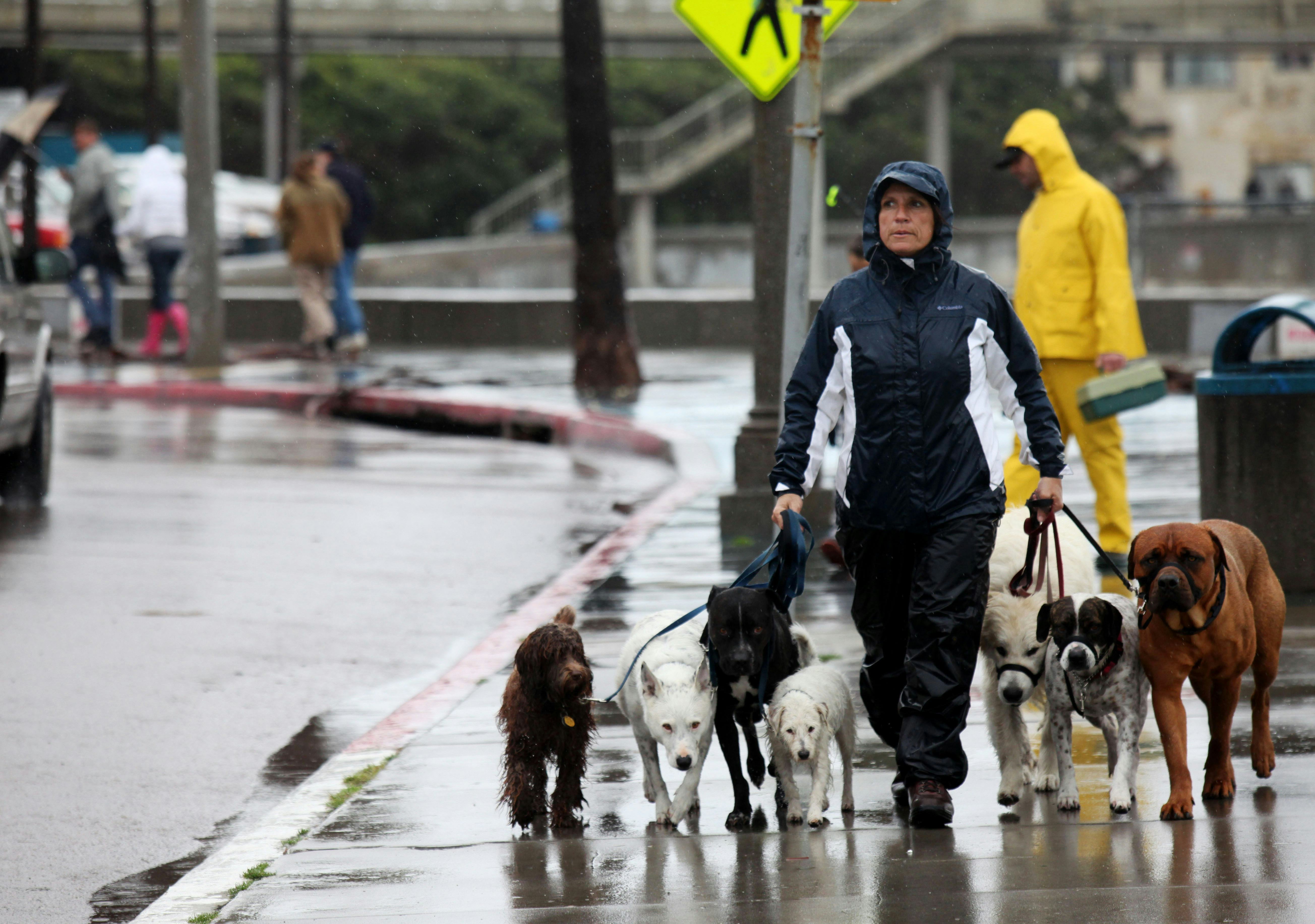 9 Questions To Ask A Dog Walker Before You Hire Them, Because Your Pet