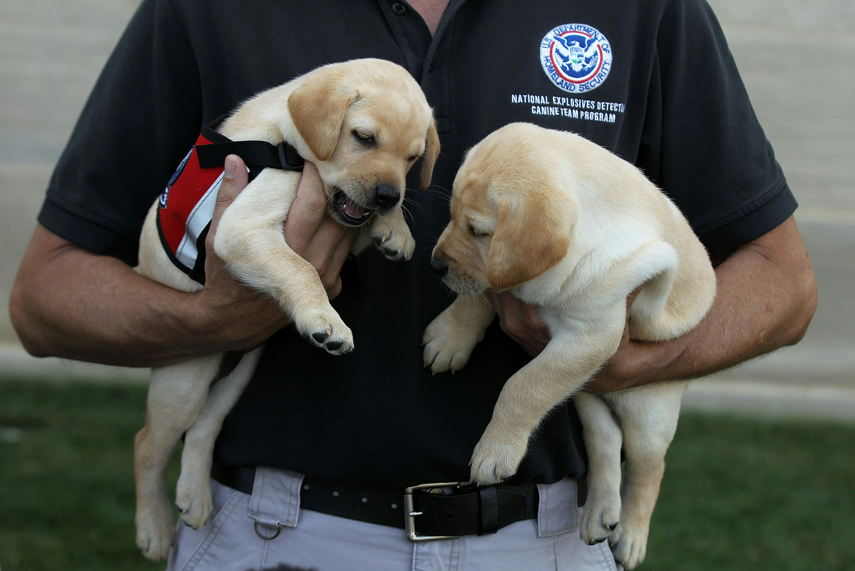 ex guide dogs for sale