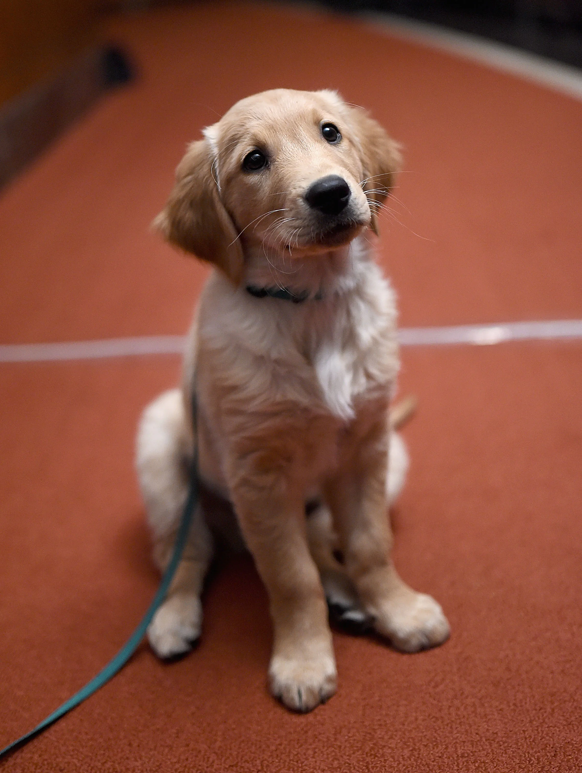 11 Best Dog Breeds For Travel, So You Always Have An Adventure Buddy