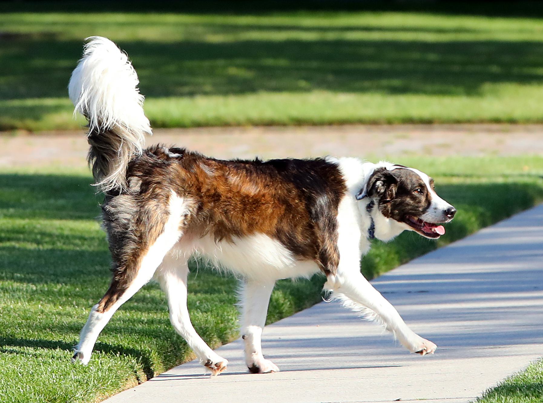 How Long Can A Dog Be In The Sun? 11 Things To Know About Summer & Your Pup