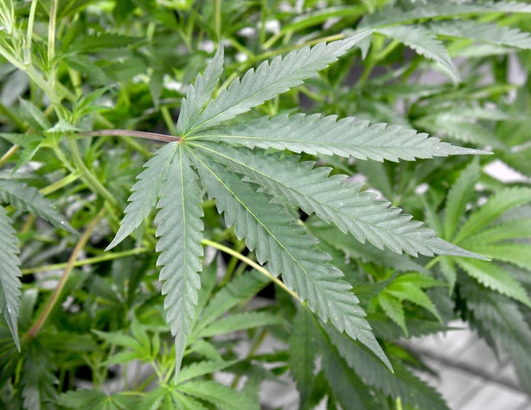 Cannabis plant
