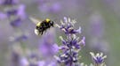 lavender plant, that you can use lavender essential oil as perfume