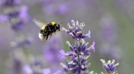 lavender plant, that you can use lavender essential oil as perfume