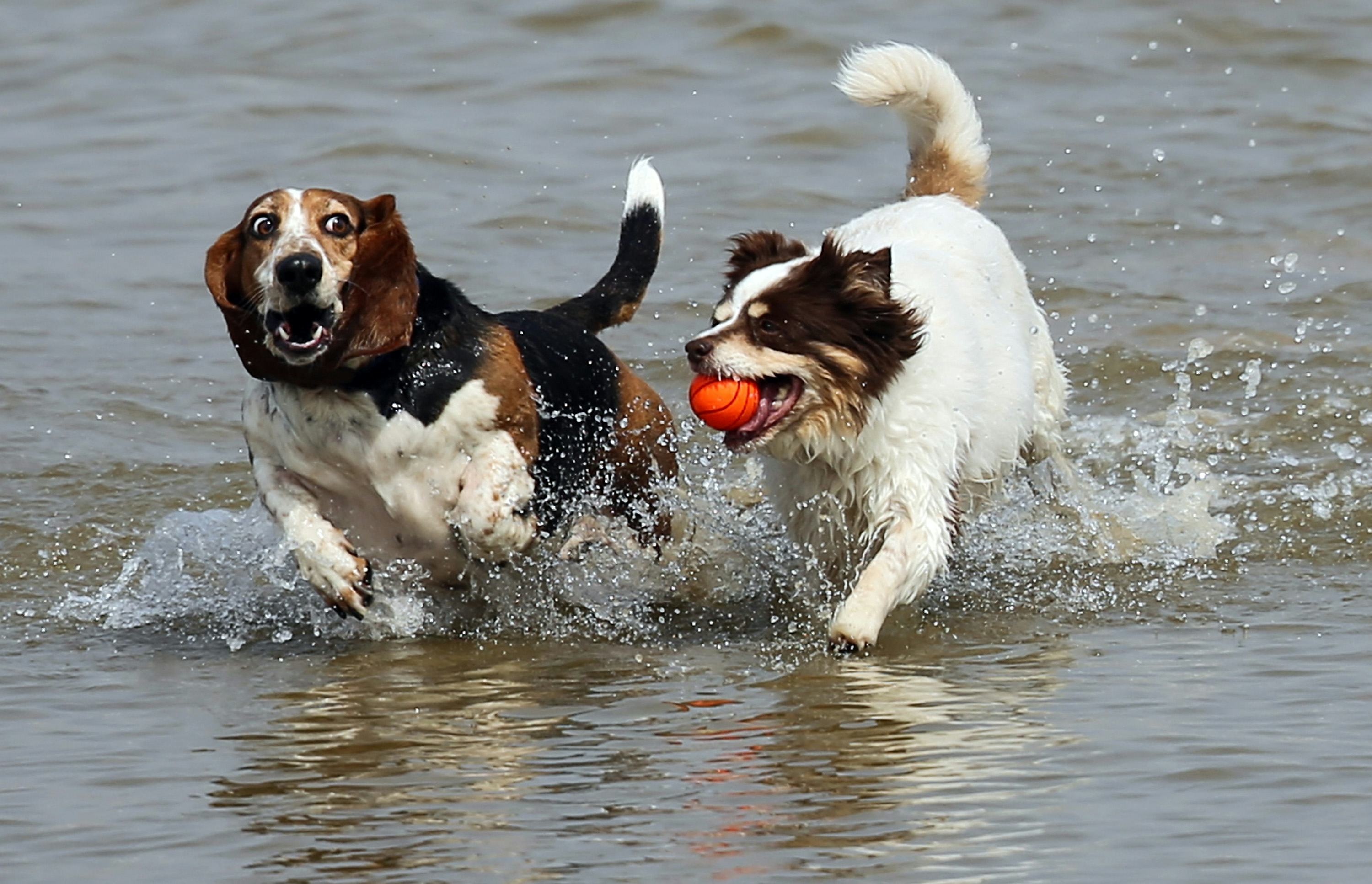 sustainable dog toys