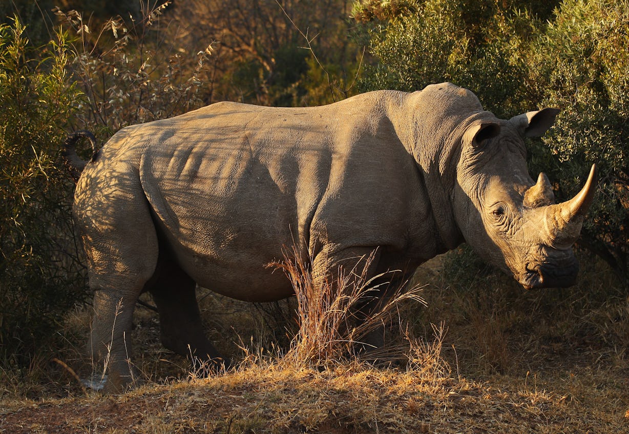 6 Northern White Rhinos Are Left On The And Their Days Are Numbered