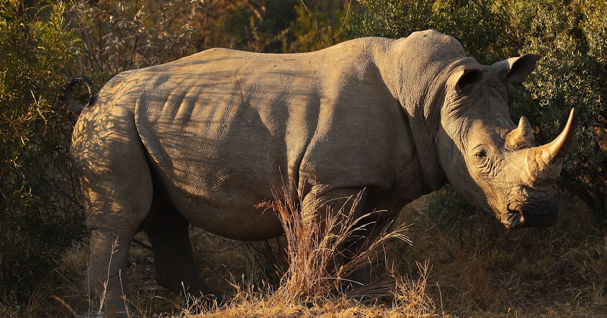 6 Northern White Rhinos Are Left On The Planet, And Their Days Are Numbered