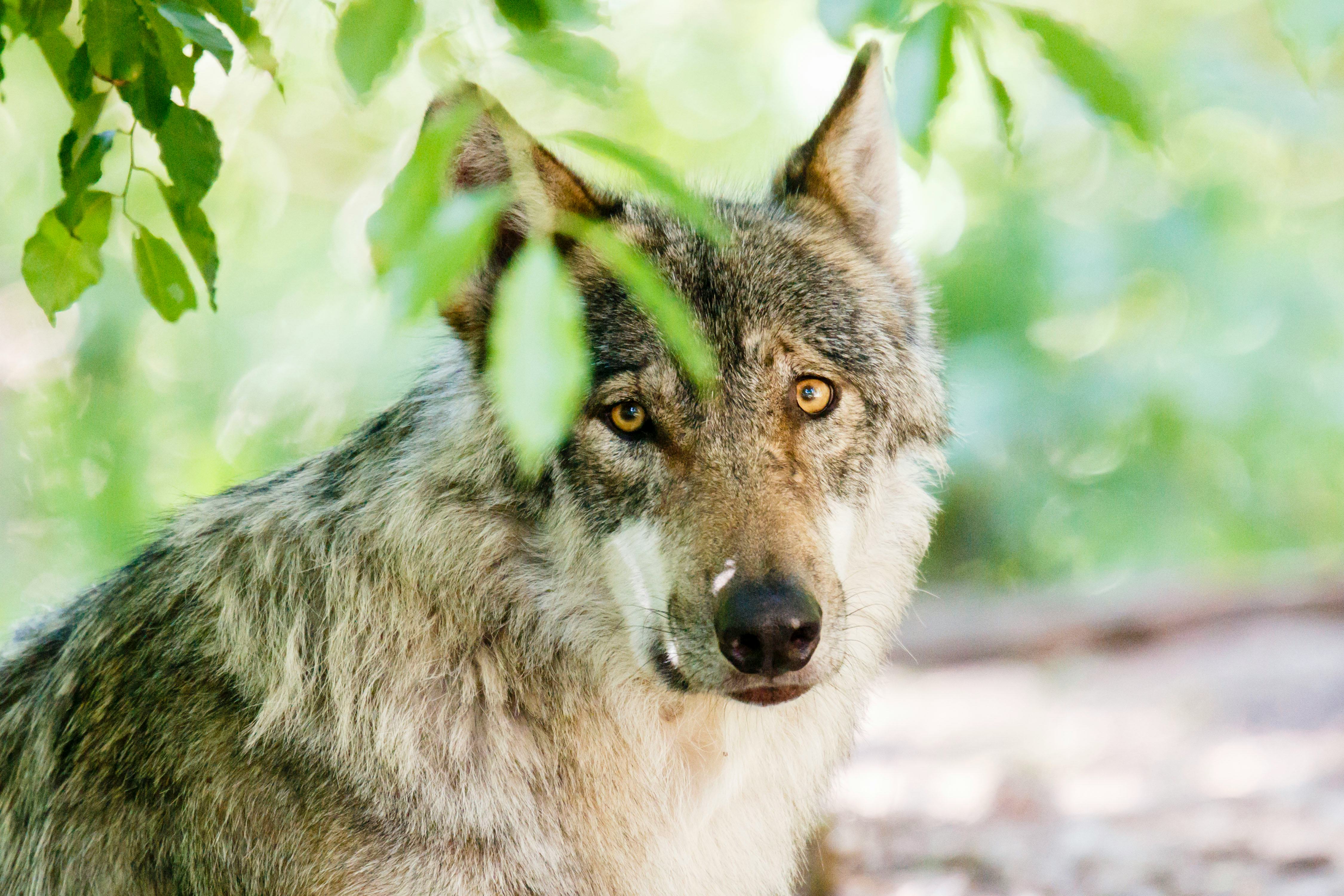 Can Dogs Eat A Vegan Diet? New Research Shows That It Might Not Be The Best Idea