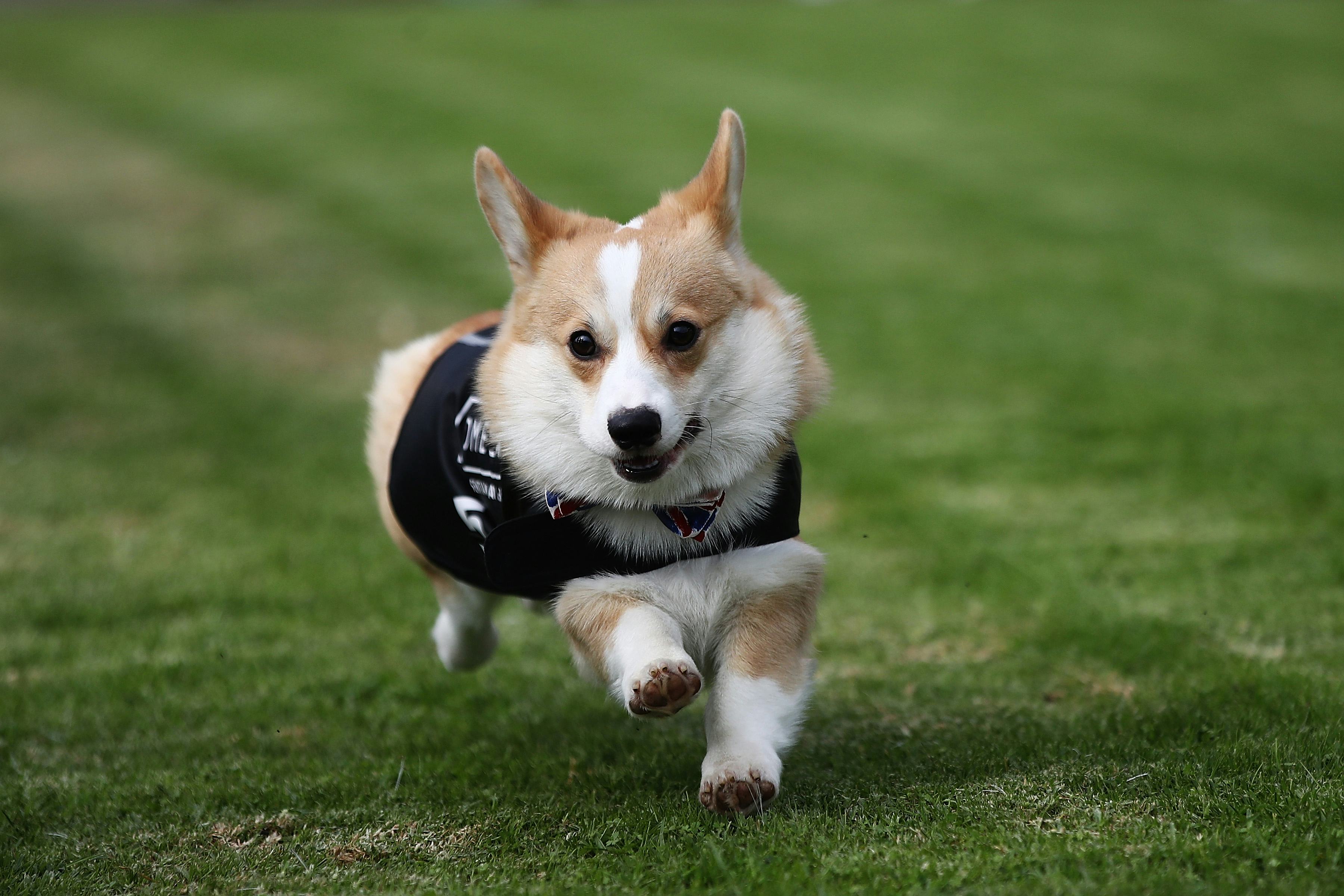 How Many Does The Queen Have? Dogs Are Important Members Of The