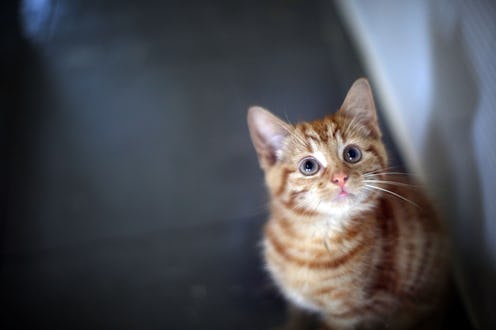 There's plenty of evidence that points to the fact that cats see humans as nothing more than fellow ...